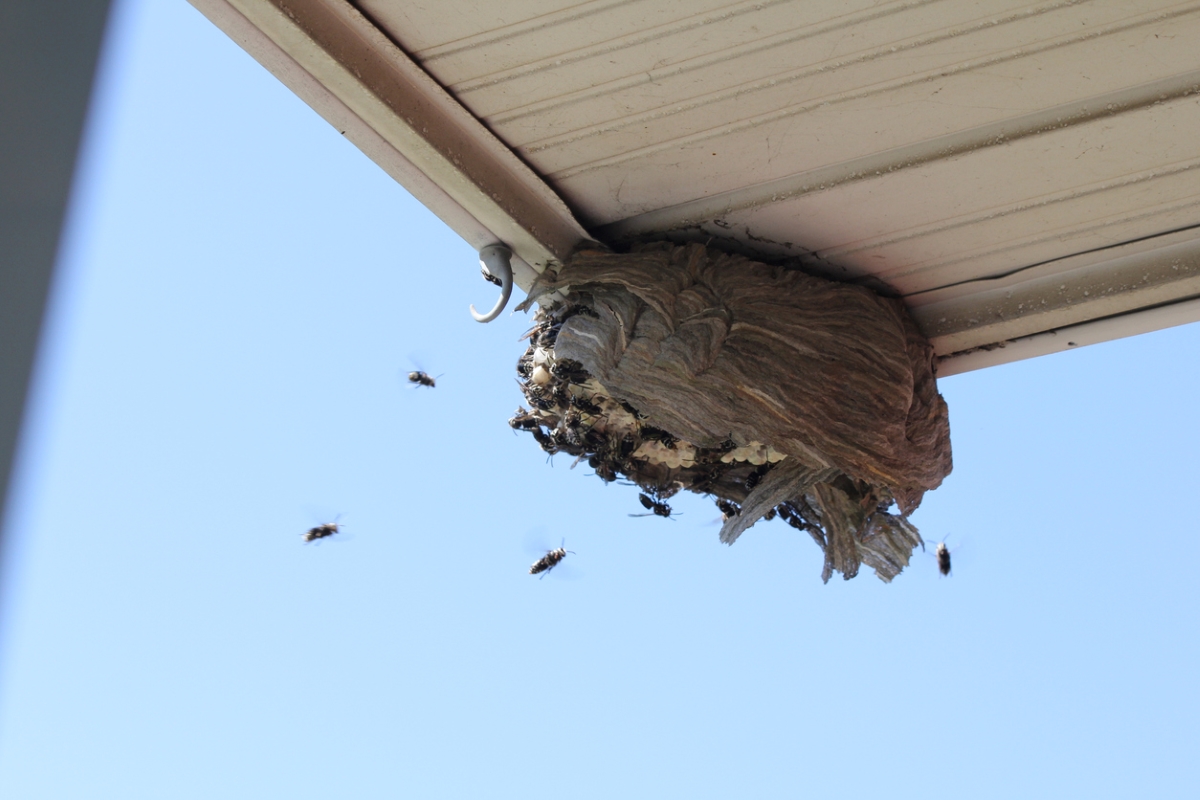 Hornets flying into nest built under house porch ceiling.