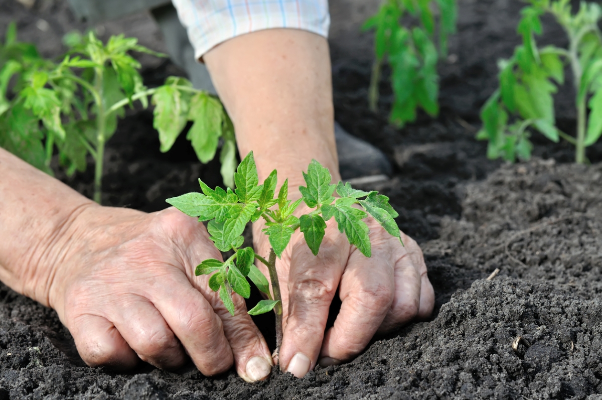 Hands planting tomato plant in dark soil.