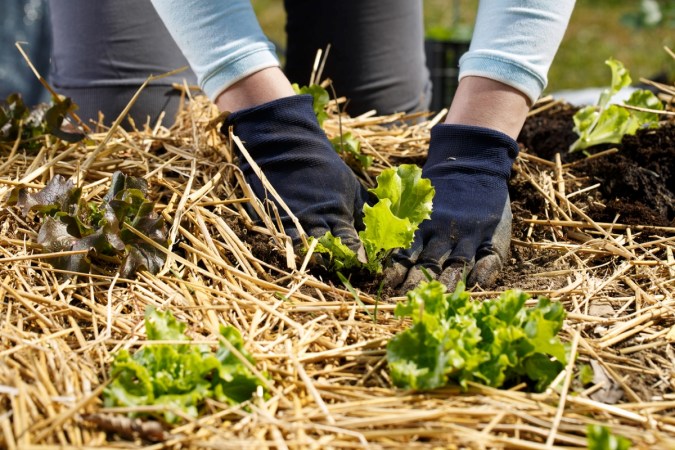 How to Use Straw Mulch for Vegetable Gardening