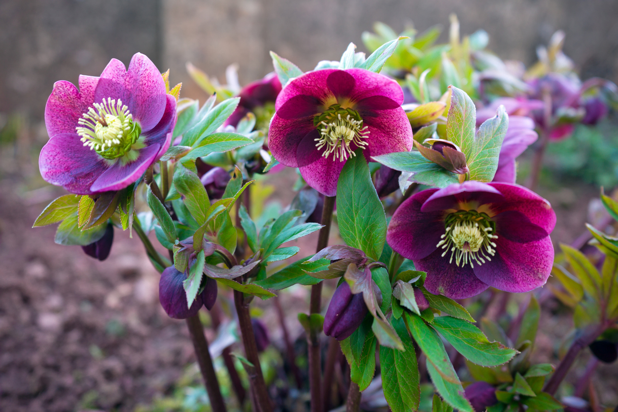 Fuchsia and yellow Hellebore flowers growing in cluster outdoors.