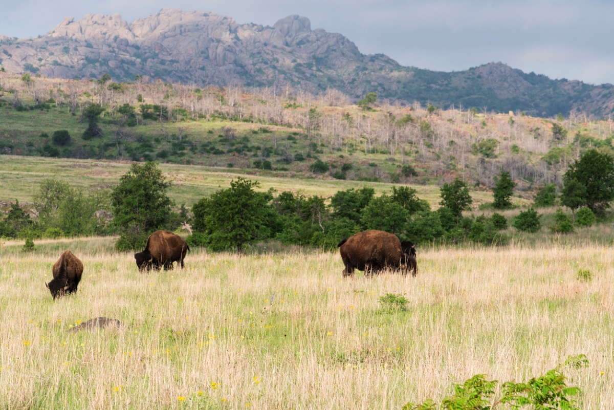 Prairie grass landscape with buffalo.