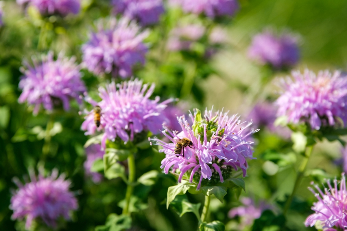 Bees on big purple bee balm flowers.