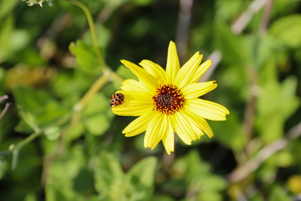 Ladybug on yellow chocolate flower with dark brown center.