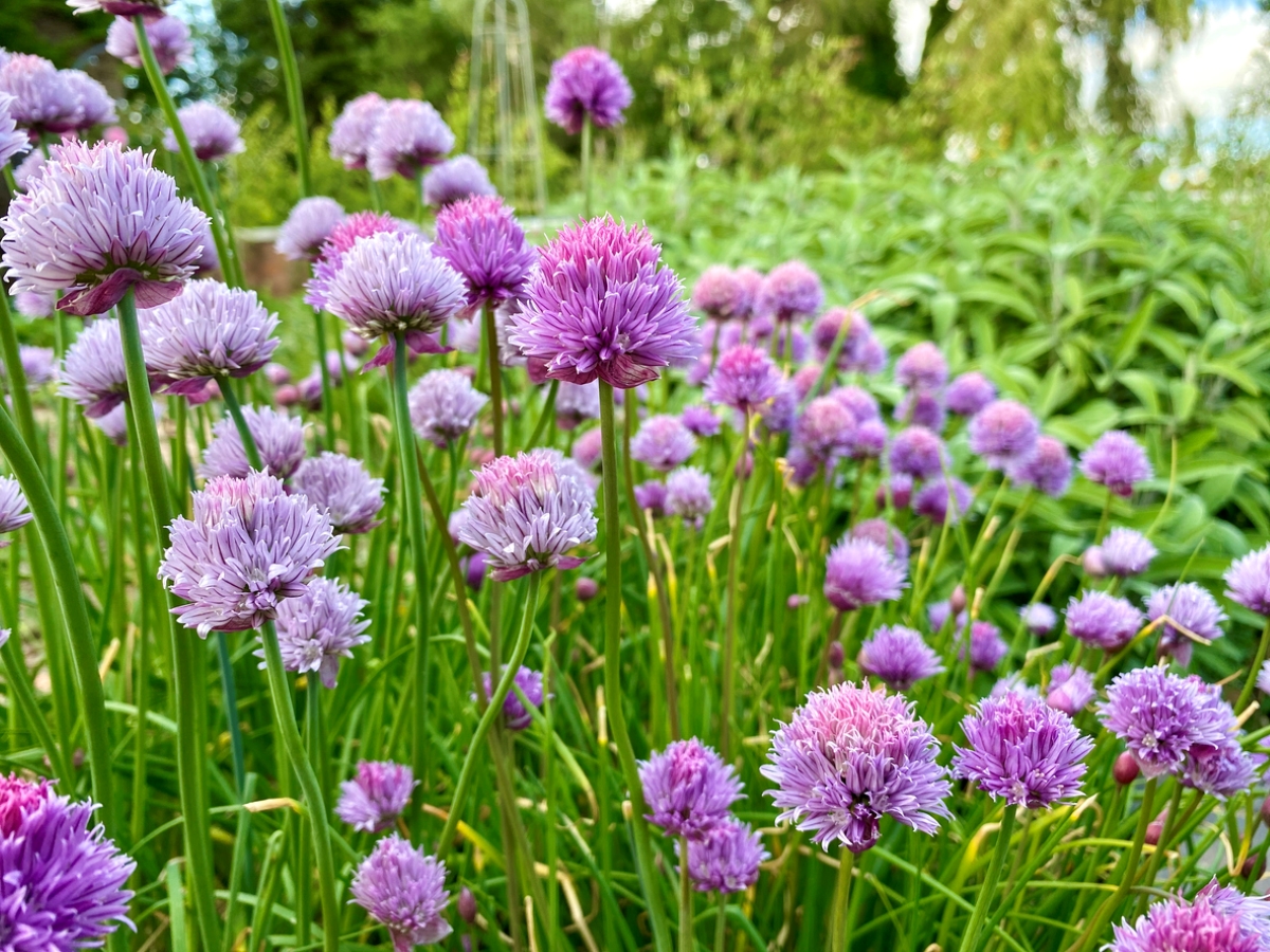 Chive plants with purple flowers.
