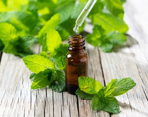 Does Peppermint Oil Repel Bugs?