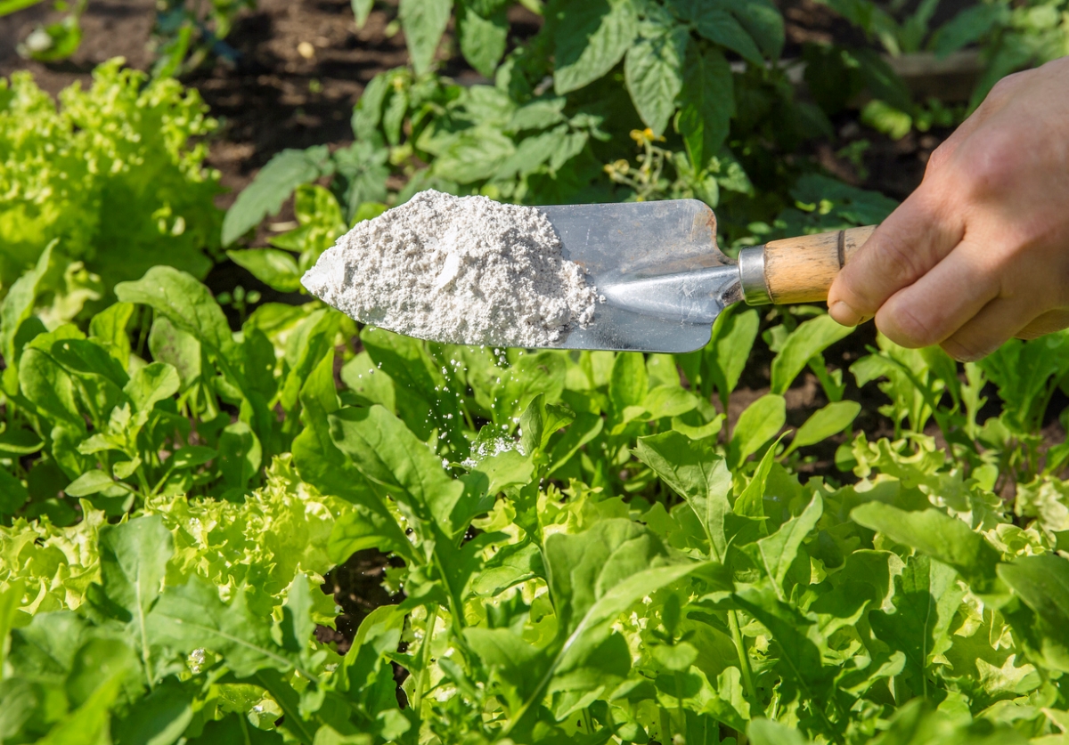 Person using garden tool to sprinkle white powder on leafy greens.