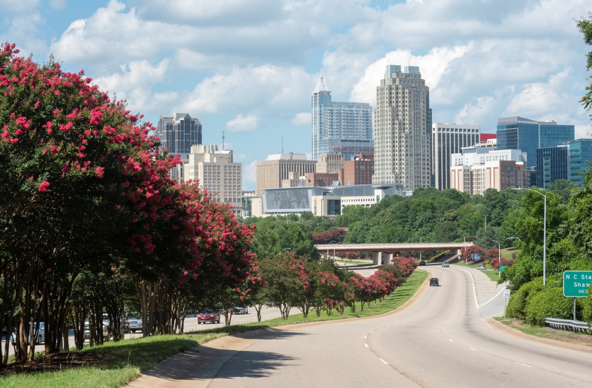 Trees with pink blooms lining highway going towards city skyline.