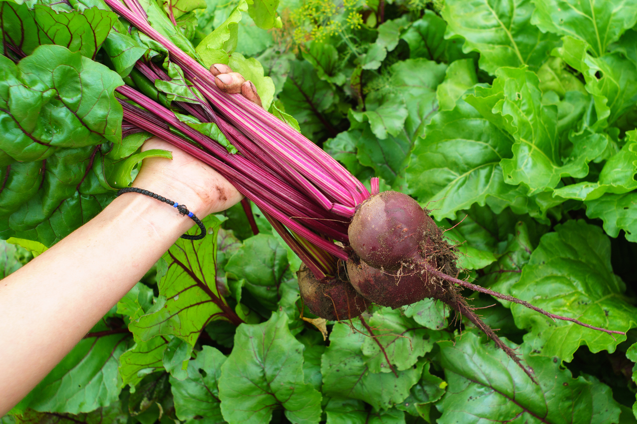 Woman's hand holding out bunch of beets pulled from ground.