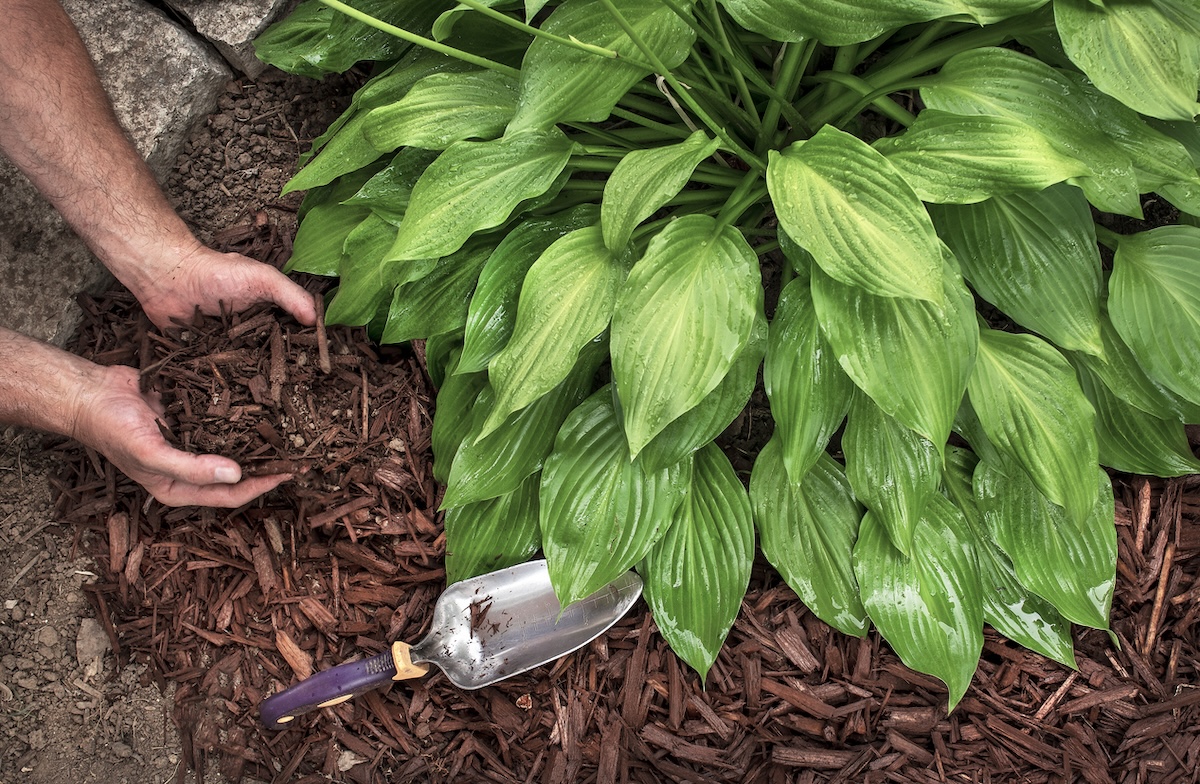 A DIYer placing mulch in a flower bed with hostas.