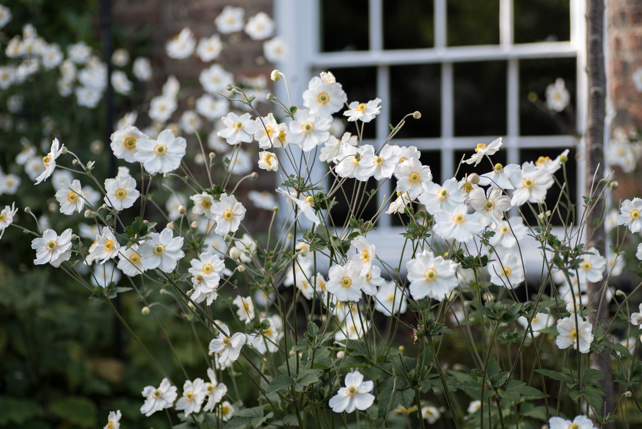 White Japanese Anemone flowers growing in home garden.