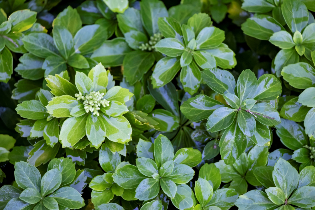 Close up of pachysandra plant with hardy green leaves.