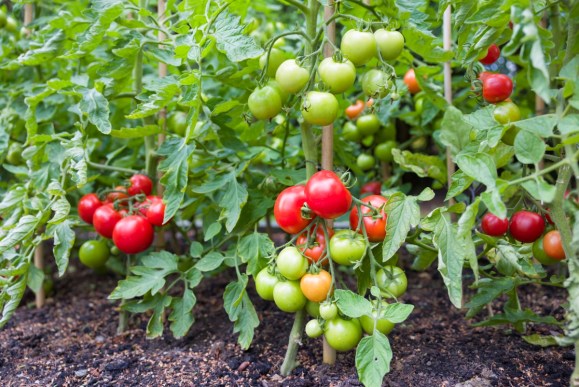 How to Grow Tomatoes in Your Home Garden