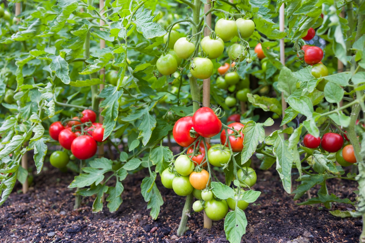 Red and green tomatoes on multiple tomato plants in garden.