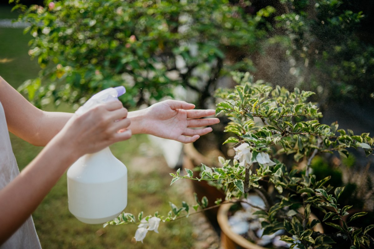 A person spraying plant leaves with a spray bottle.
