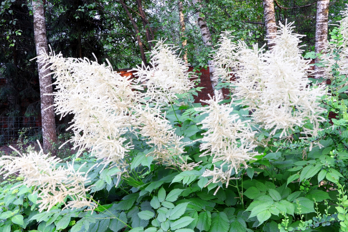 Large plant with fluffy white flowers.