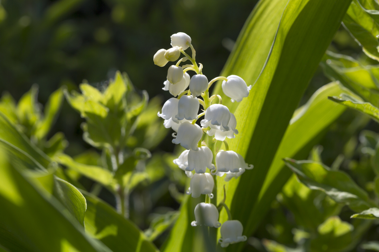 Lily of the Valley flowers growing on a sunny day.