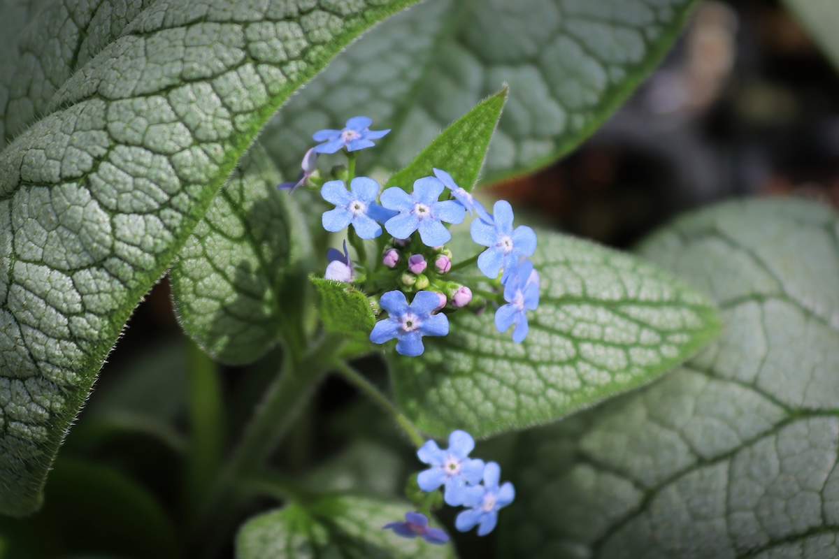 Shade perennial Brunnera bugloss plant with blue flowers.