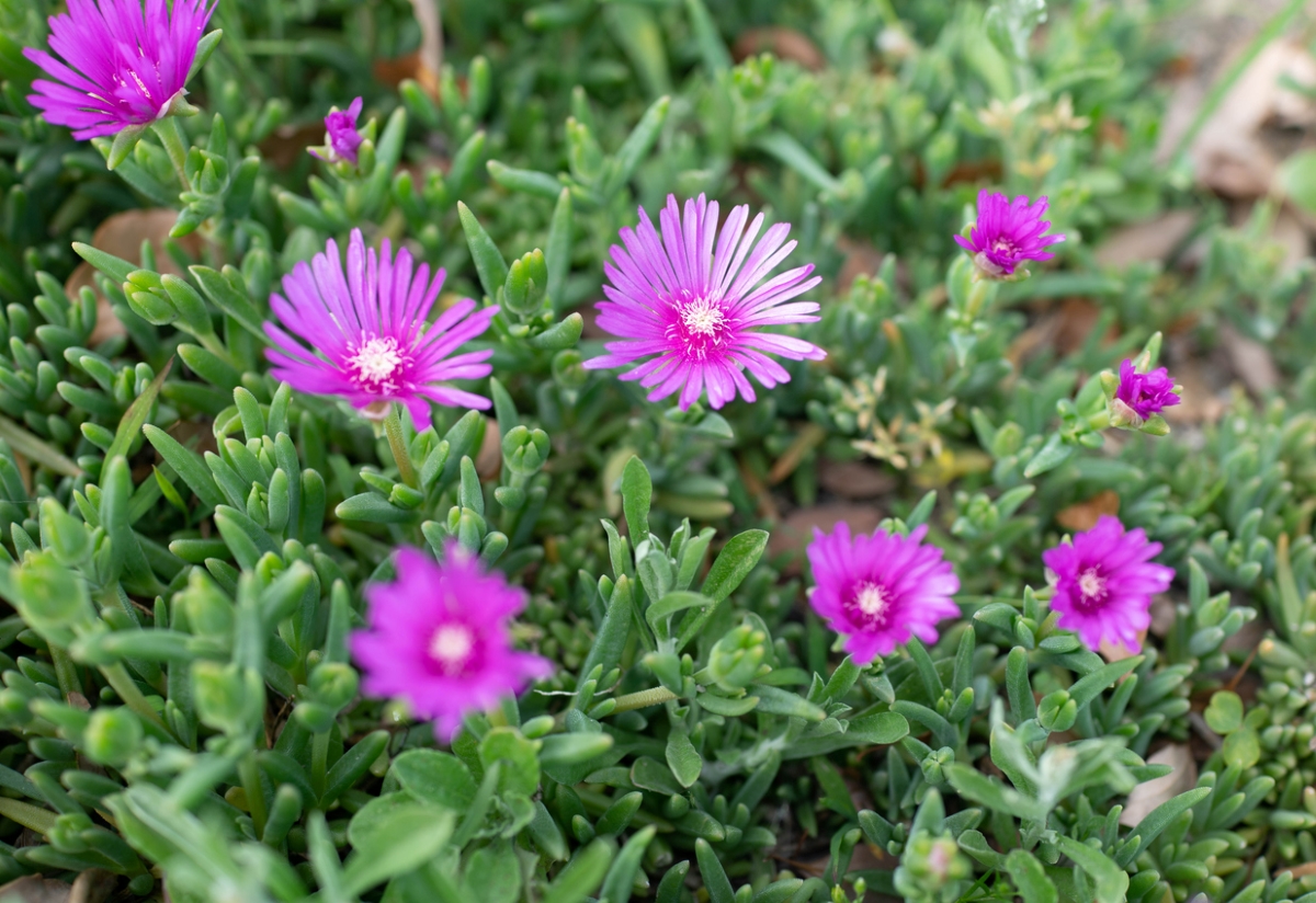A cluster of purple Iceplant flowers.