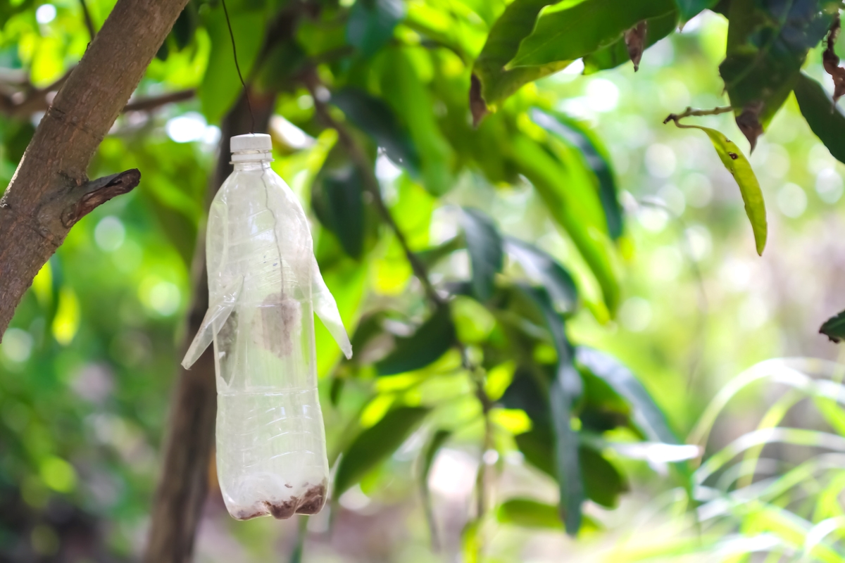 Plastic bottle bug trap with U-shaped flaps hanging from tree.
