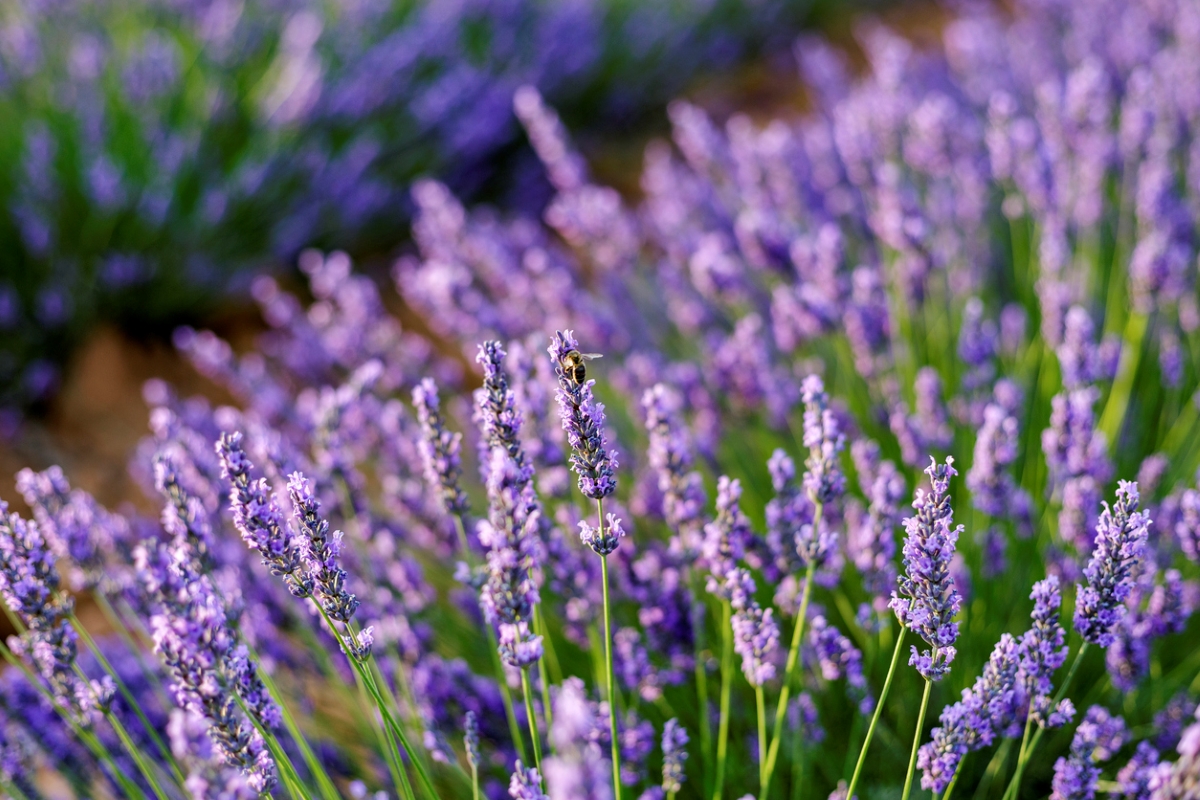 Purple lavender flowers in field.