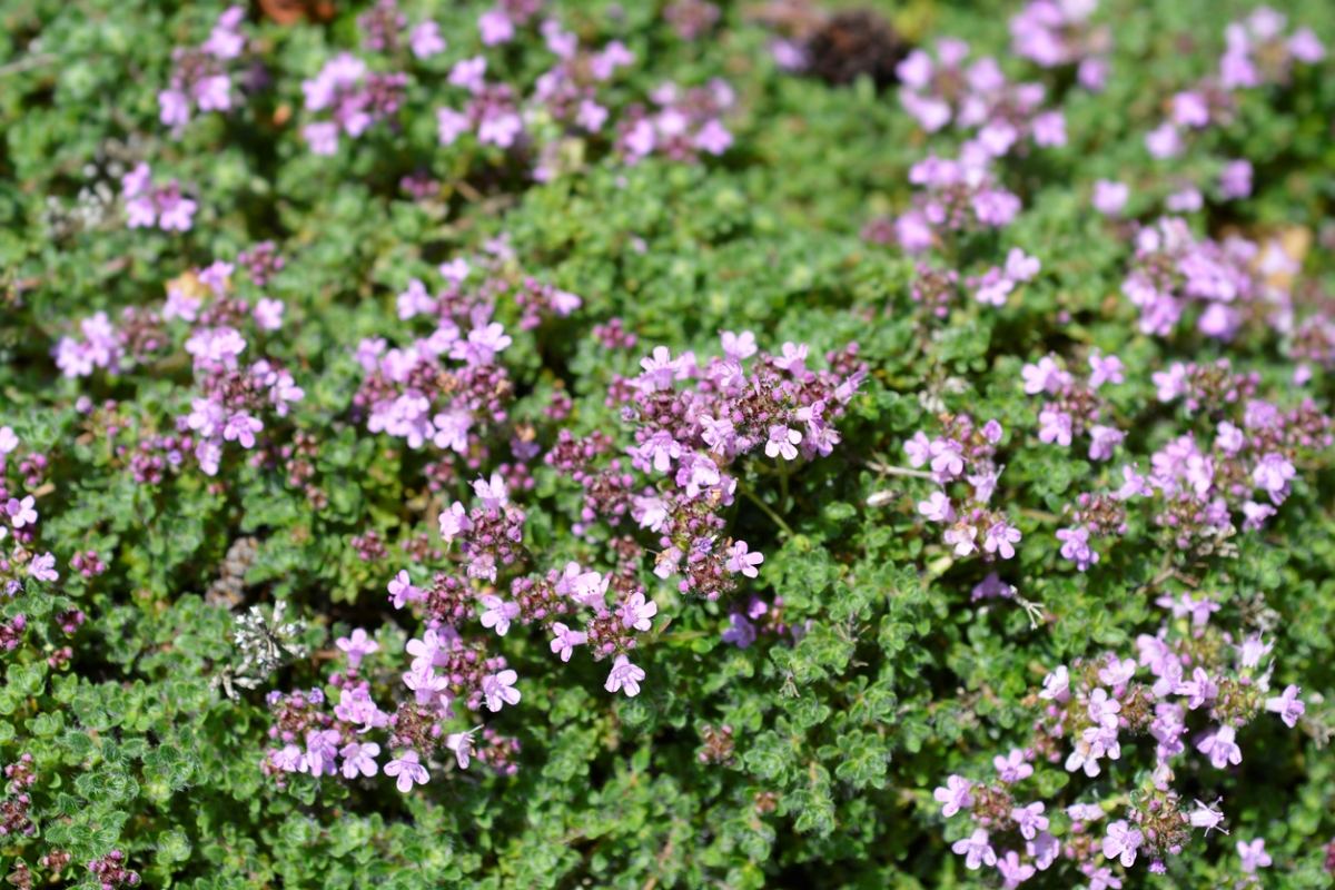 Creeping thyme plant blooming with small purple flowers.