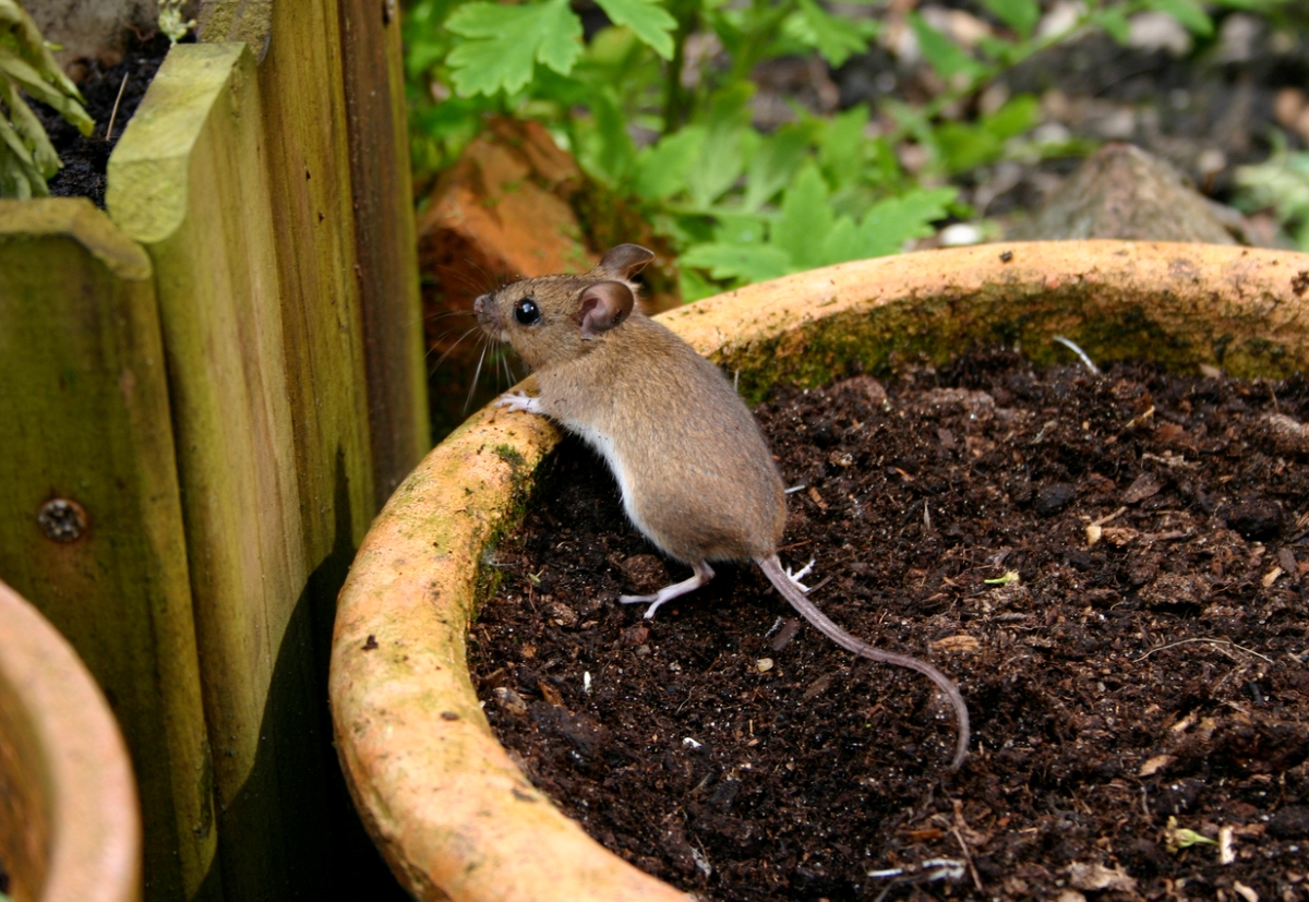 Field mouse in garden pot.