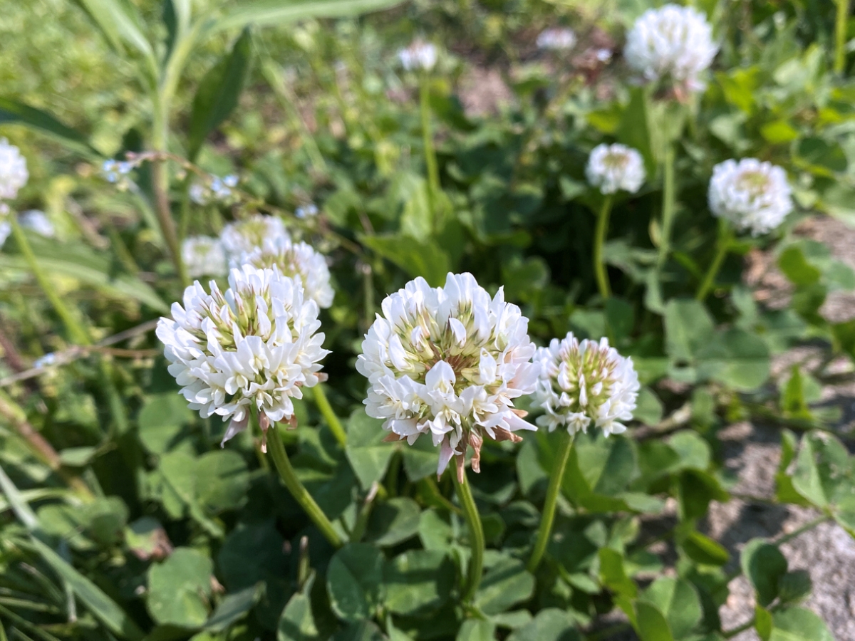 Close up of white clover flowers.