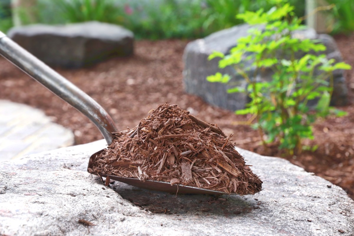 Wood mulch piled on metal shovel in front of green garden space with large boulders.