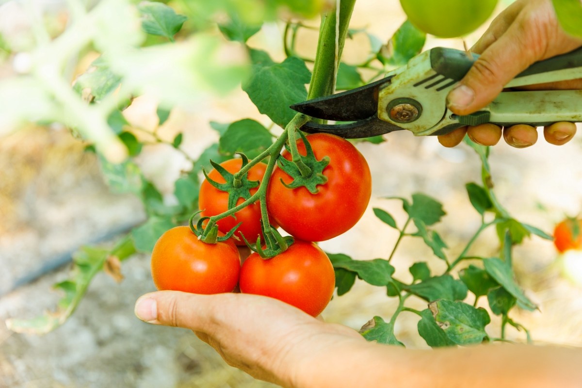 how-to-grow-tomatoes-in-your-home-garden-no-matter-where-you-live
