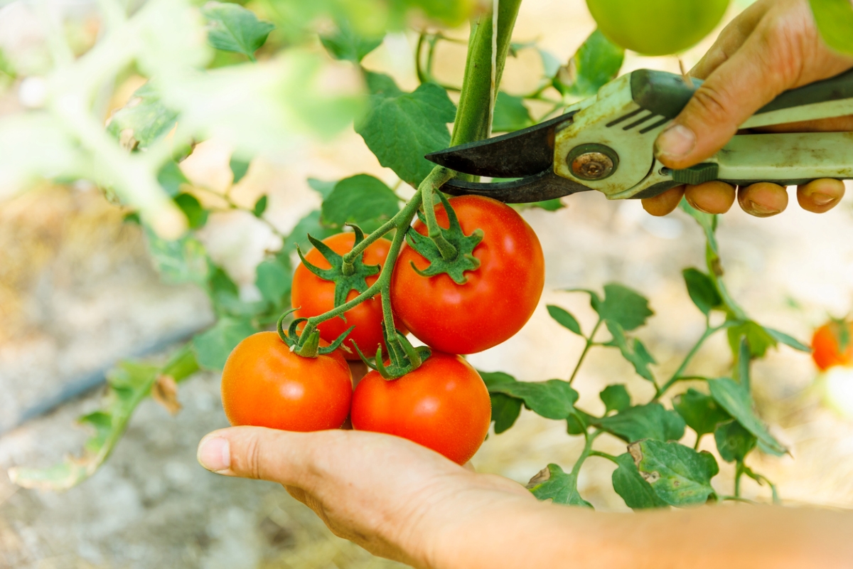 Hands harvesting red tomatoes on vine with shears.