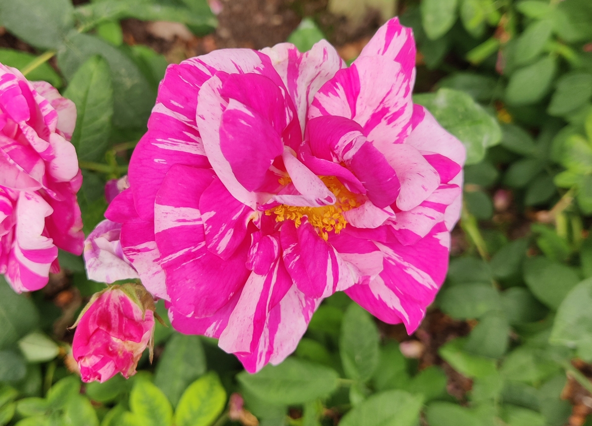 Large rose with striped pink petals.