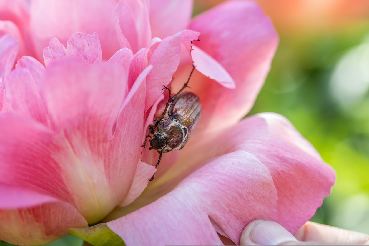 Beetle eating a pink flower.