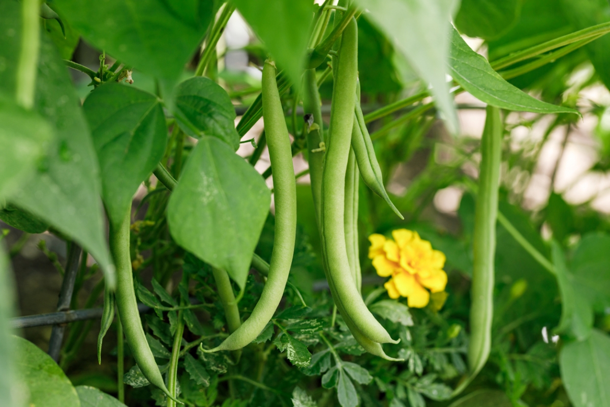 Plant with green beans and flower.