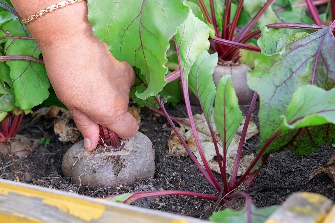 A gardener pulling a beet root out of a vegetable patch for harvesting beets.