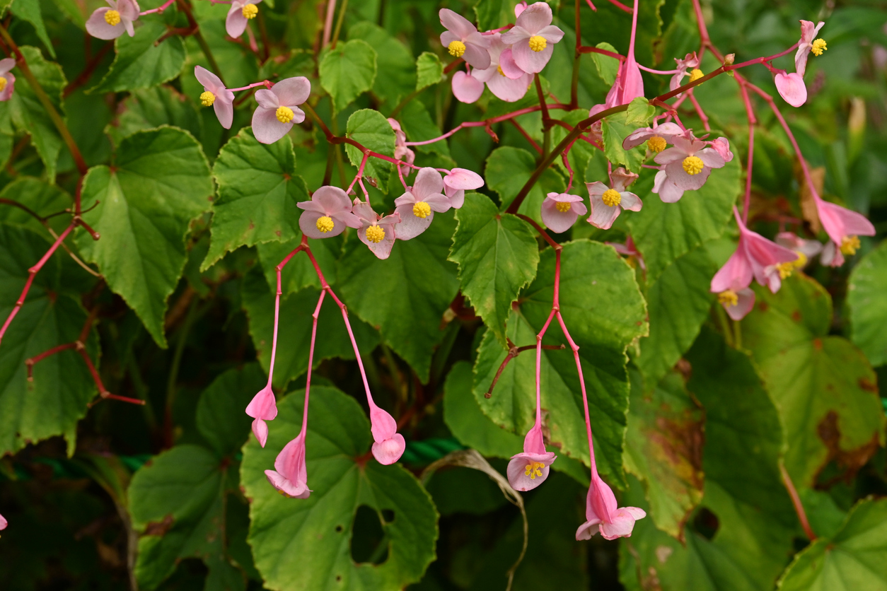 Pink and yellow Hardy Begonia flowers growing in a green bush.