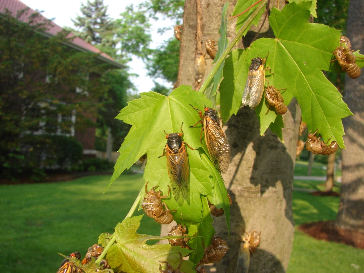Cicadas on leaves on tree.