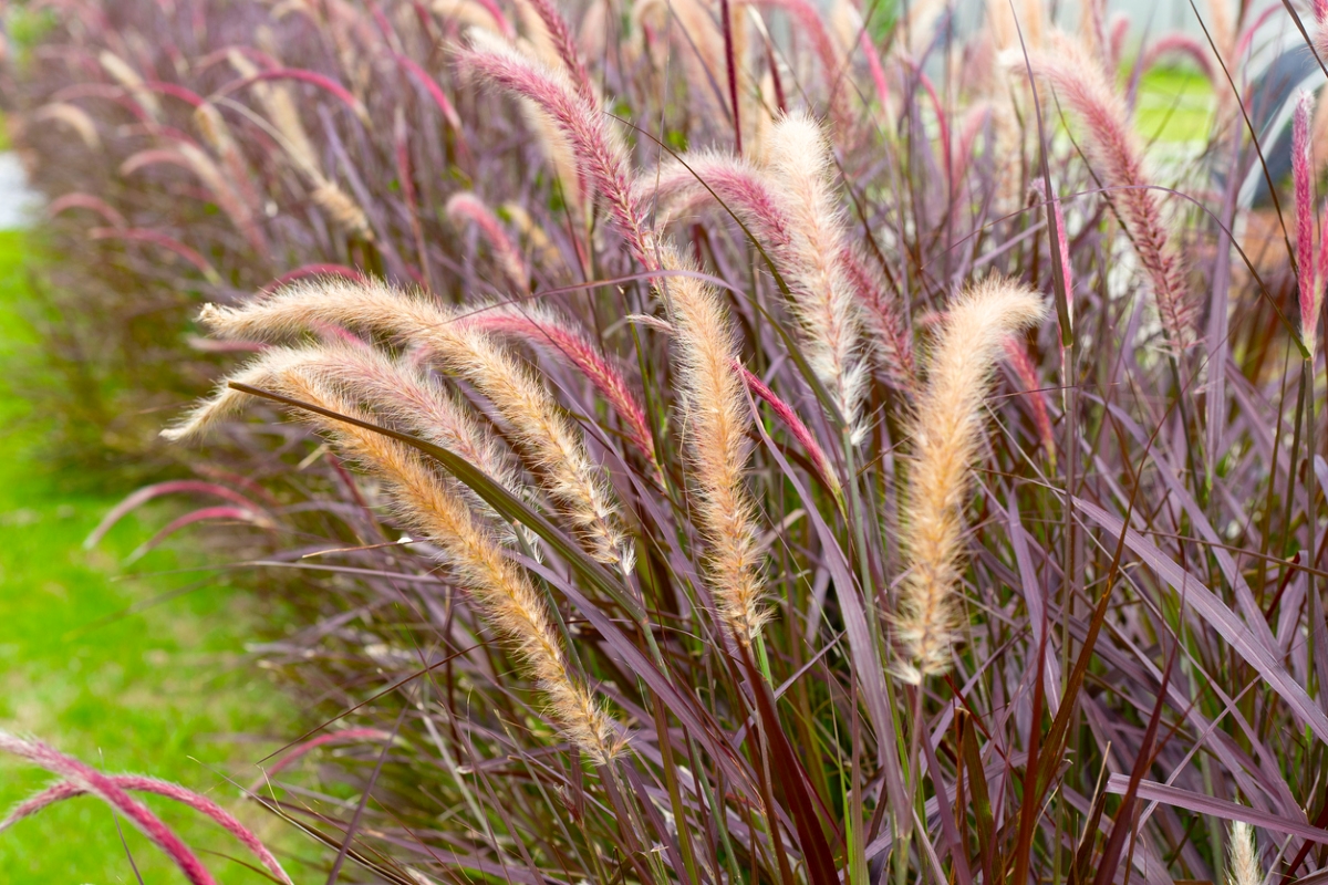 Ornamental fountain grass with fluffy feathery blooms.