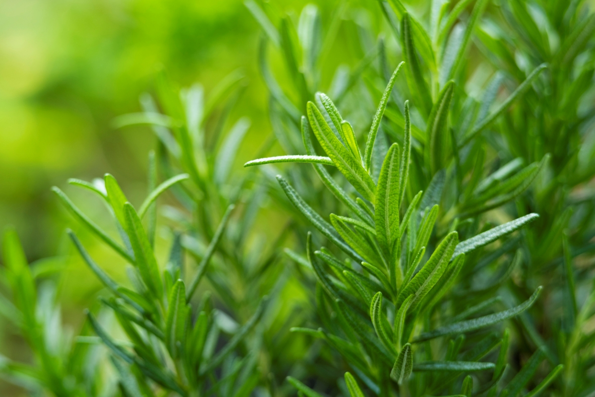 Close up of rosemary plant with thin green leaves.