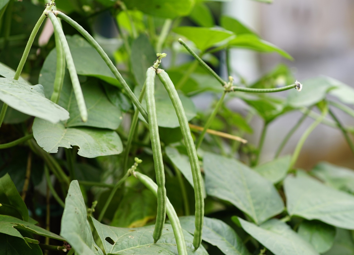 Cowpea vegetable plant with long bean in garden.