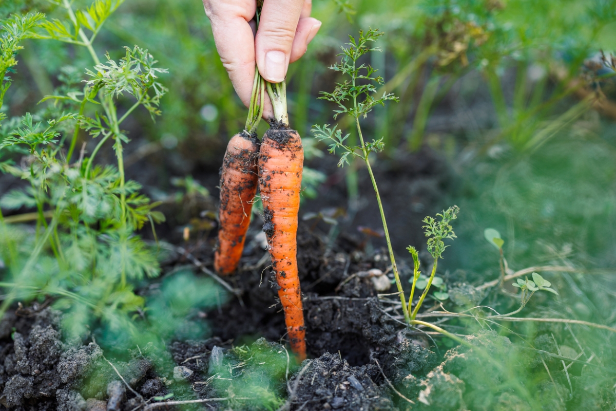 Hand holding two freshly harvested carrots from soil.