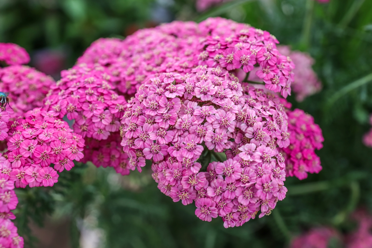 Yarrow plant with large cluster of pink flowers.