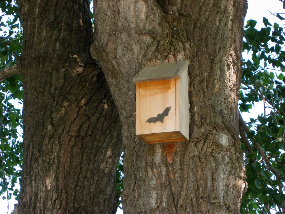 Wooden bat house on large tree trunk with bat symbol.
