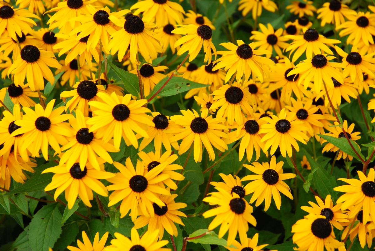 A cluster of Black-eyed Susan flowers, yellow with dark colored centers.