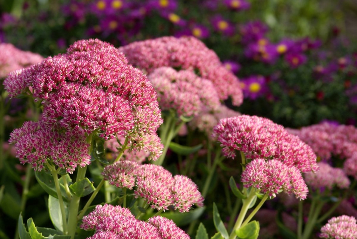 Large sedum pink flower with small fluffy petals.