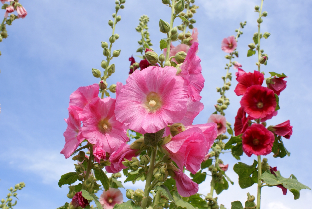 Pink and red flowers on a towering hollyhock stalk.