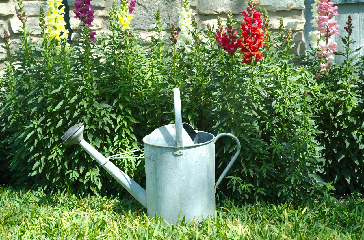 Tin watering can sitting in front of patch of colorful snapdragons.