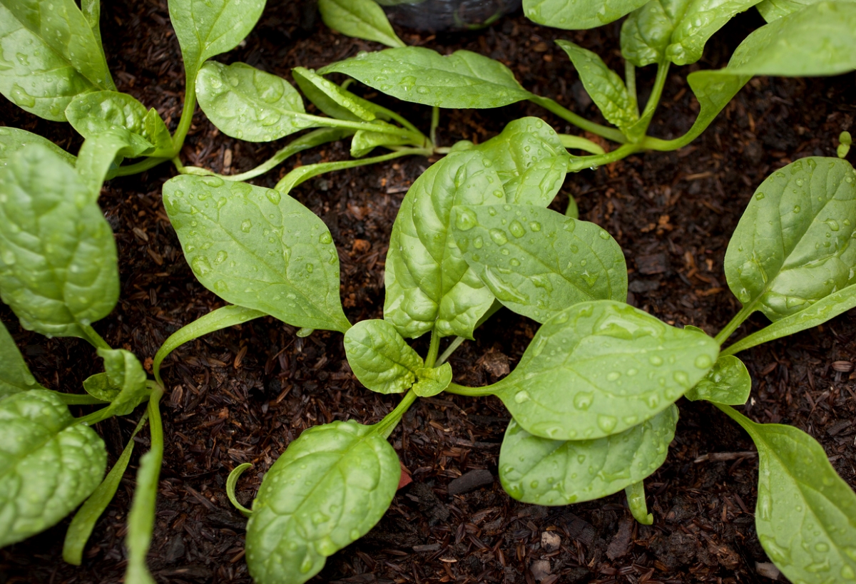 Top view of spinach plants in garden.