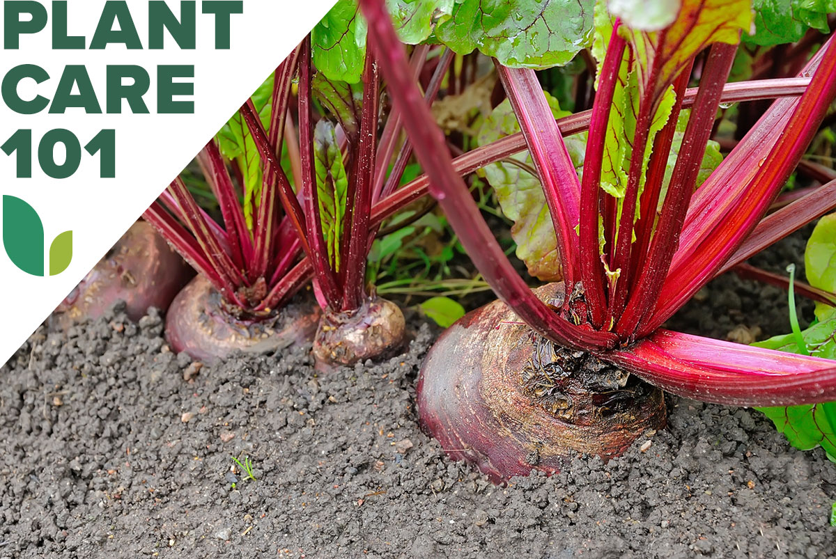 Beets planted in a garden with a graphic overlay that says Plant Care 101.