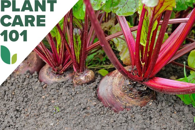 How to Grow Beets for a Superfood Supply in Your Own Backyard