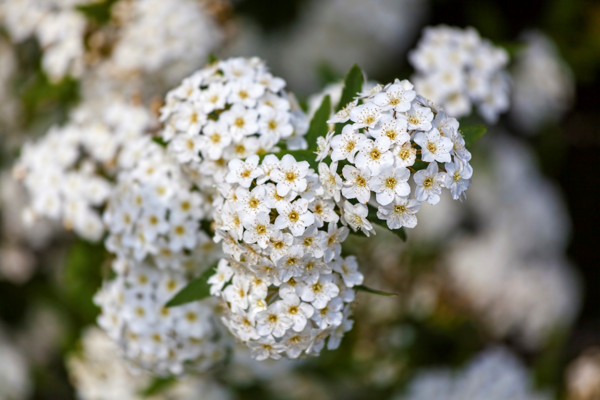 Close up of spirea plant with cluster of small white flowers.